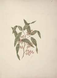 Rhus ? retinorrea Oliver: dibujo terminado