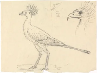 Secretario Bird