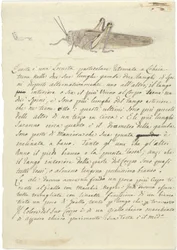Estudio de un saltamontes, de Miscellaneous Sketches in Wrapper