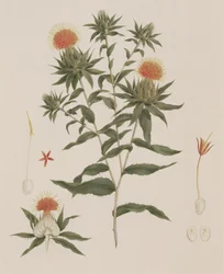 Sussa (Hojas, Flores y Detalles) anteriormente atribuido a James Bruce (1730-94)