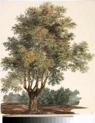 Árbol (acuarela, circa 1825)