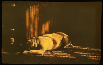 FotografÃa en color de un perro dormido a la luz del sol con Autochrome LumiÃ¨re y una...