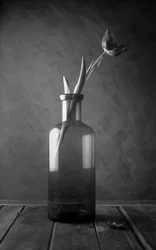 Flor de tulipán monocromática