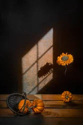 Calabazas otoñales y luz solar