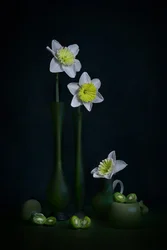 Narcisos, bodegón verde
