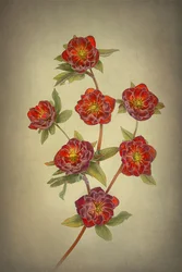Helleboros «Double Queen»