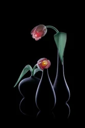Elegantes tulipanes luminosos