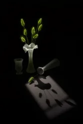 Plantas verdes, sombra de pájaro