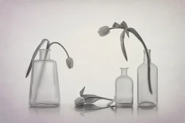 Bodegón sereno con tulipanes