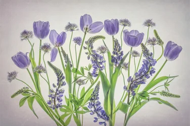 Suaves flores púrpuras