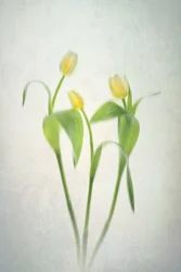 Tulipanes amarillo suave