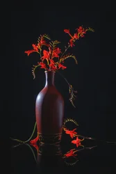 Vibrante bodegón rojo