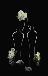 Flores blancas, jarrones oscuros