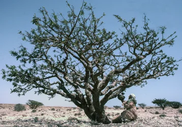 Hombre recogiendo resina de incienso (olíbano) de un árbol de Boswellia en Omán.