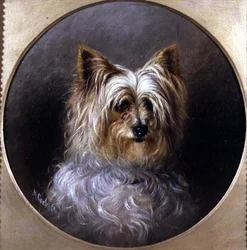 Estudio de cabeza de un Yorkshire terrier
