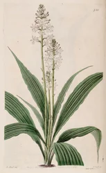 Ilustración de Calanthe triplicata (como sin. Calanthe veratrifolia)