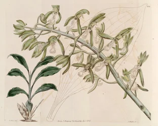 Ilustración de Catasetum cristatum
