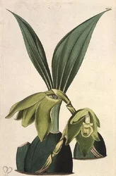 Orquídea: Maxillaria ciliaris, por M. Hart, publicada por I. Ridgway