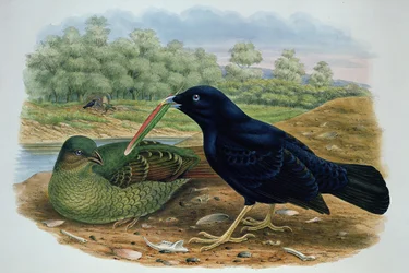 Ptilonorhyncus Violaceus, Bowerbird de Satén