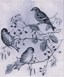 Jilgueros, Naturaleza en Gran Bretaña publicada por Collins, 1946