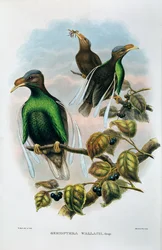 Ala Estándar de Wallace Semioptera Wallecei