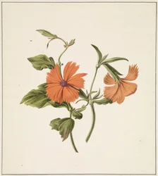 Rosas chinas gelatinosas (Rosa Chinensis Lutea)