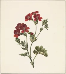 Flor roja