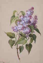Lila (tiza negra, acuarela y papel de acuarela)