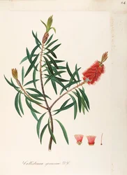 Albany Bottlebrush (Callistemon speciosum DC), Myrtaceae, Arbusto con hojas persistentes, nativo de Australia, acuarela