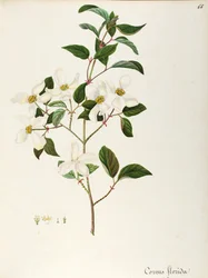 Cornejo en flor (Cornus florida), Cornaceae, pequeño árbol o arbusto originario de América del Norte, acuarela