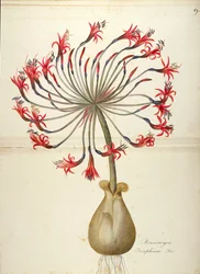 Lirio de Josefina (Brunsvigia josephinae), Amaryllidaceae por Maddalena Lisa Mussino, acuarela