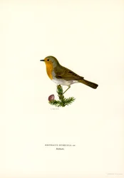 Robin (litografía en color)