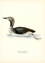 Loon Ártico (litografía en color)