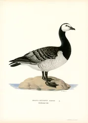 Barnacle Goose (litografía en color)