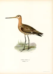 Aguja colinegra