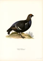 Urogallo negro