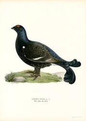 Gallo lira