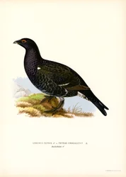 Gallo lira, urogallo occidental