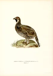 Gallo lira y grévol común