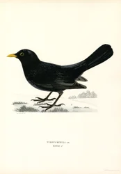 Blackbird (litografía en color)