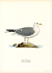 Gaviota común (litografía en color)