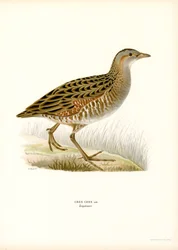 Corn Crake (litografía en color)