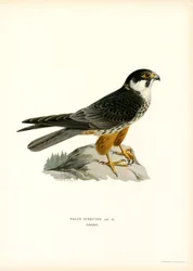 Hobby Eurasiático (litografía en color)