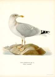 Gaviota argéntea europea (litografía en color)
