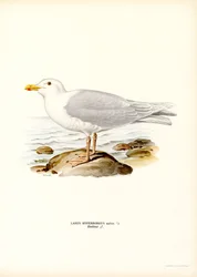 Gaviota glauca (litografía en color)