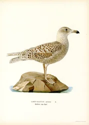 Gaviota glauca (litografía en color)