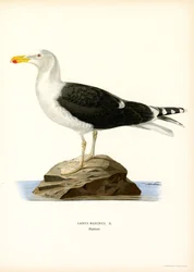 Gaviota dorsinegra (litografía en color)
