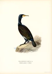 Cormorán grande (litografía en color)