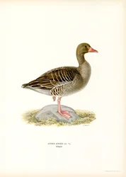 Grey Goose (litografía en color)