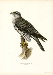 Gyrfalcon (litografía en color)